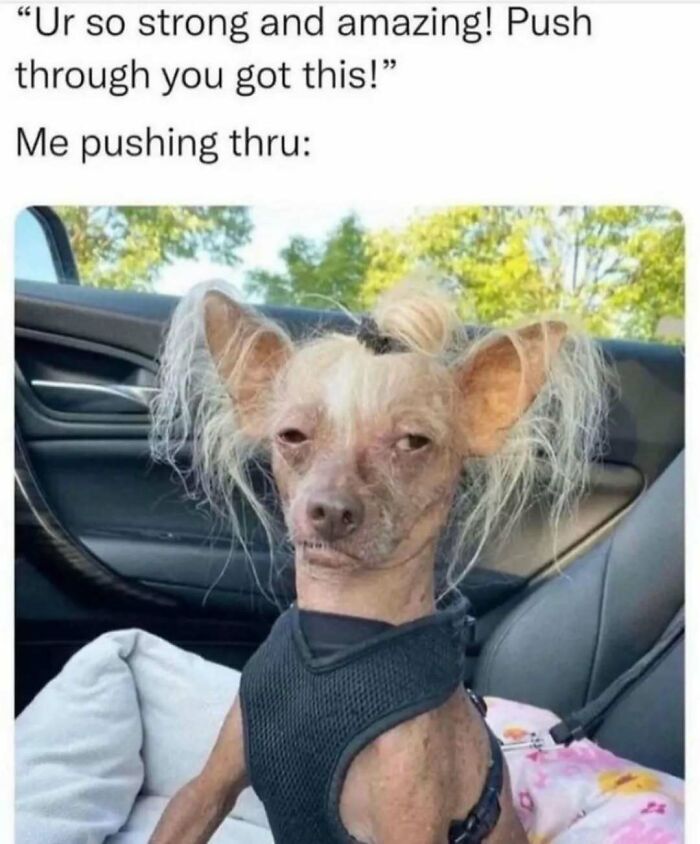 79 Silly And Cute Animal Memes That Might Be Exactly What Your Day Needs