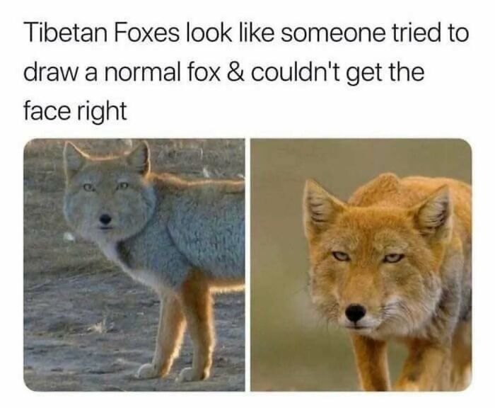 79 Silly And Cute Animal Memes That Might Be Exactly What Your Day Needs