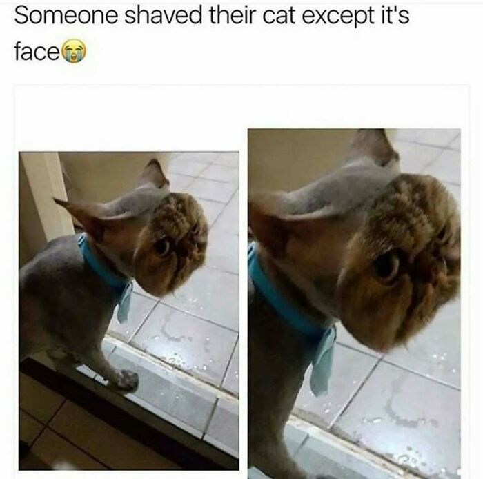 79 Silly And Cute Animal Memes That Might Be Exactly What Your Day Needs