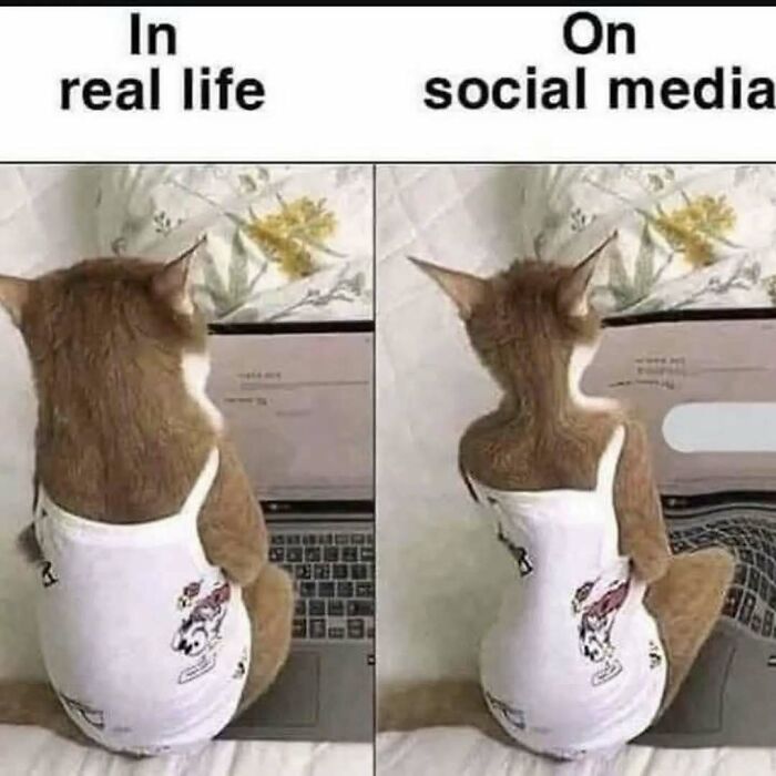 79 Silly And Cute Animal Memes That Might Be Exactly What Your Day Needs