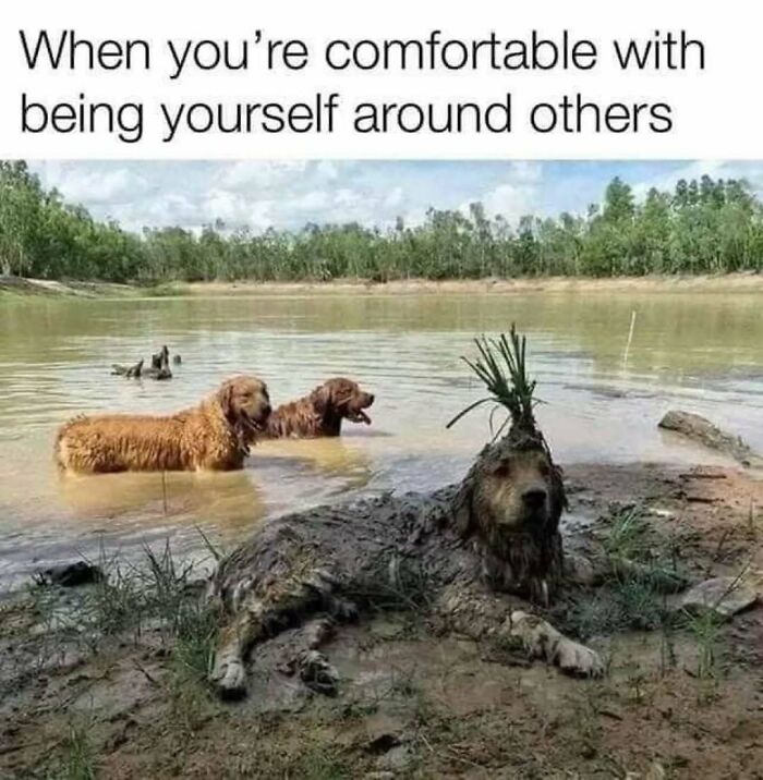 79 Silly And Cute Animal Memes That Might Be Exactly What Your Day Needs