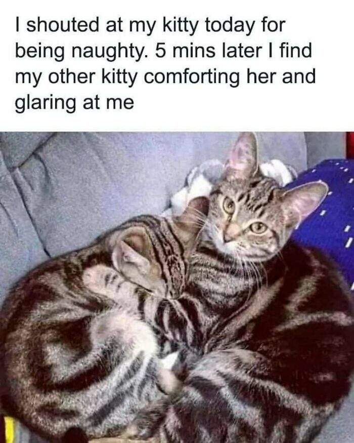 79 Silly And Cute Animal Memes That Might Be Exactly What Your Day Needs