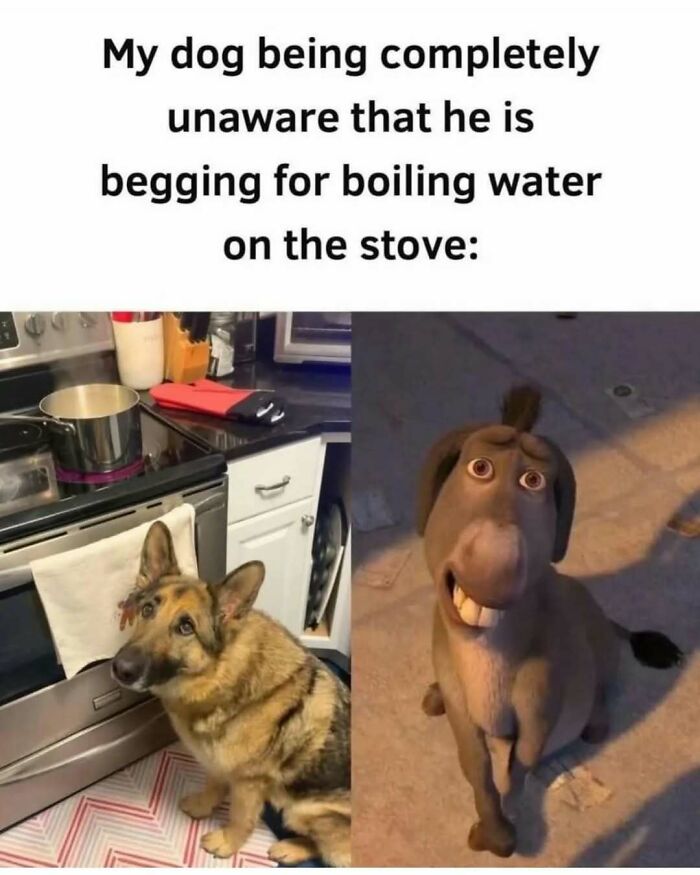 79 Silly And Cute Animal Memes That Might Be Exactly What Your Day Needs