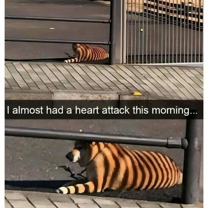 79 Silly And Cute Animal Memes That Might Be Exactly What Your Day Needs