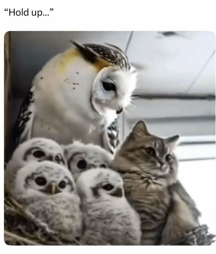79 Silly And Cute Animal Memes That Might Be Exactly What Your Day Needs