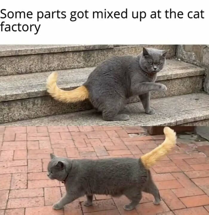 79 Silly And Cute Animal Memes That Might Be Exactly What Your Day Needs
