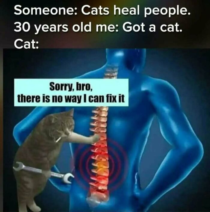 79 Silly And Cute Animal Memes That Might Be Exactly What Your Day Needs