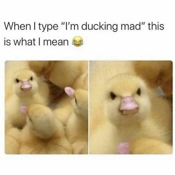 79 Silly And Cute Animal Memes That Might Be Exactly What Your Day Needs