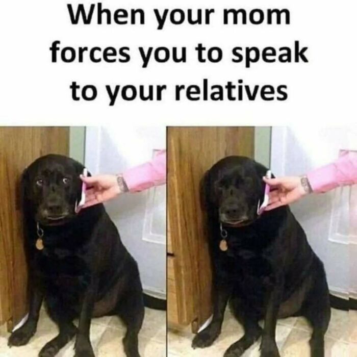 79 Silly And Cute Animal Memes That Might Be Exactly What Your Day Needs