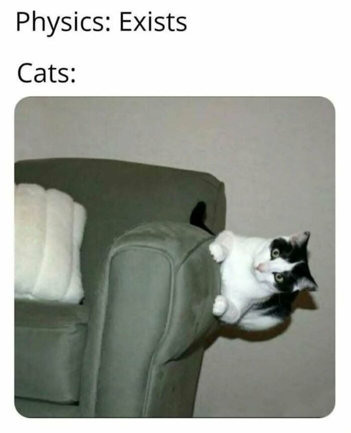 79 Silly And Cute Animal Memes That Might Be Exactly What Your Day Needs