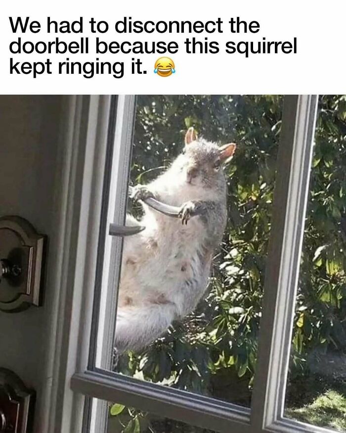 79 Silly And Cute Animal Memes That Might Be Exactly What Your Day Needs