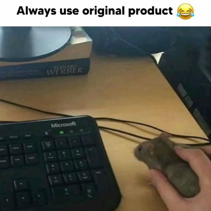 79 Silly And Cute Animal Memes That Might Be Exactly What Your Day Needs