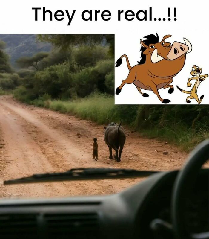 79 Silly And Cute Animal Memes That Might Be Exactly What Your Day Needs