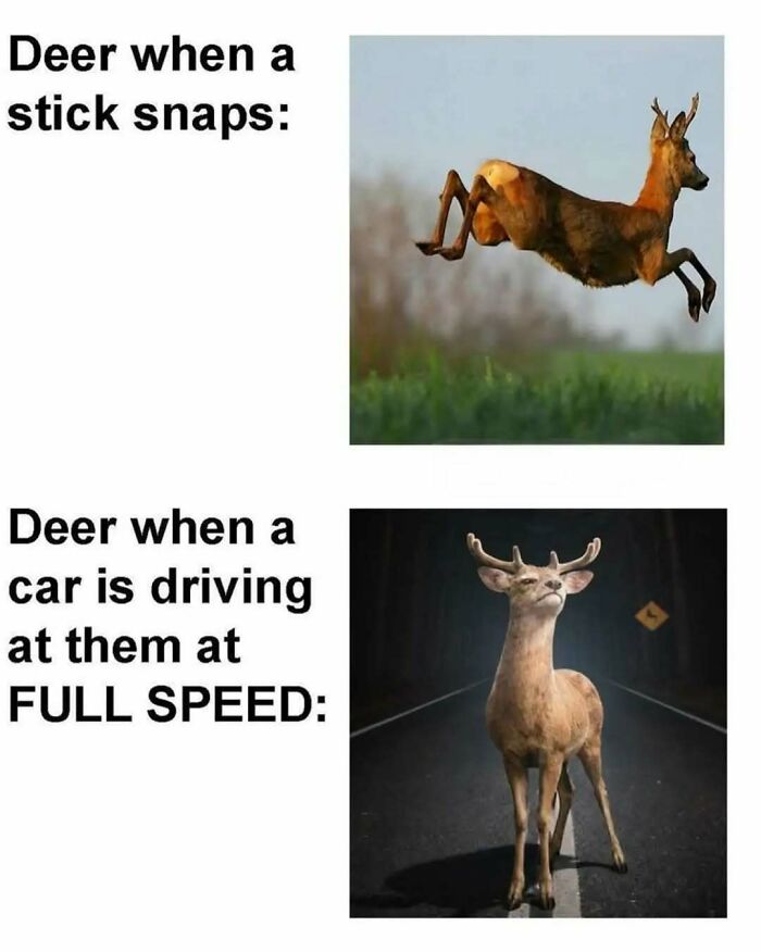 79 Silly And Cute Animal Memes That Might Be Exactly What Your Day Needs