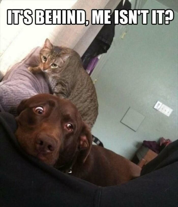 79 Silly And Cute Animal Memes That Might Be Exactly What Your Day Needs