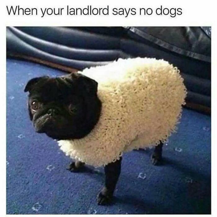 79 Silly And Cute Animal Memes That Might Be Exactly What Your Day Needs