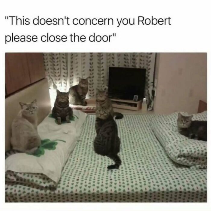 79 Silly And Cute Animal Memes That Might Be Exactly What Your Day Needs
