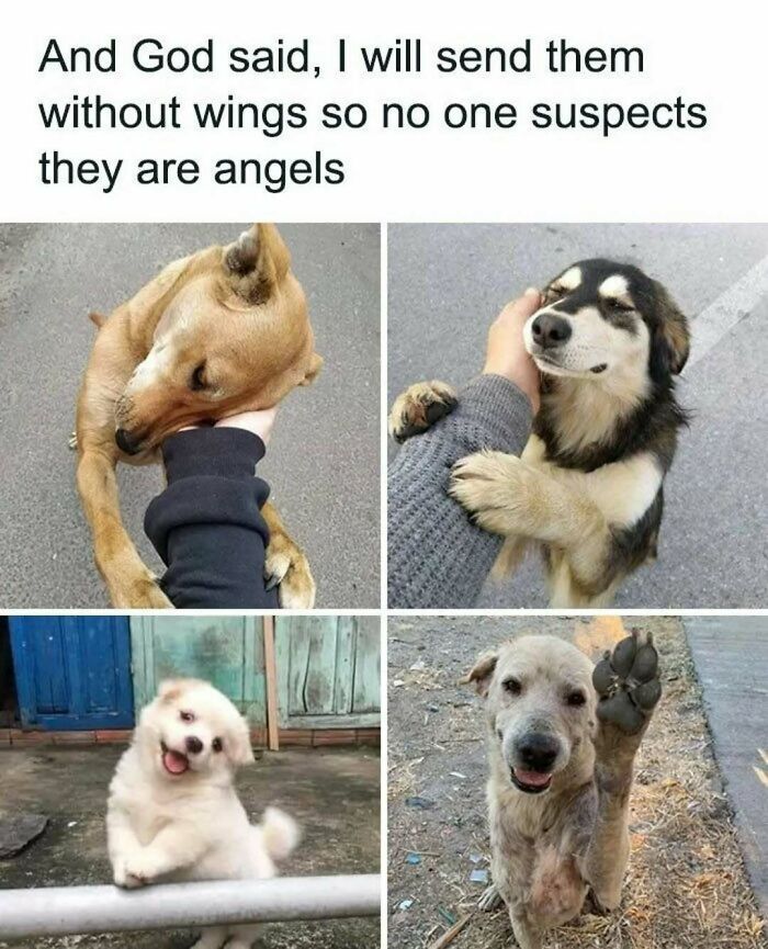 79 Silly And Cute Animal Memes That Might Be Exactly What Your Day Needs