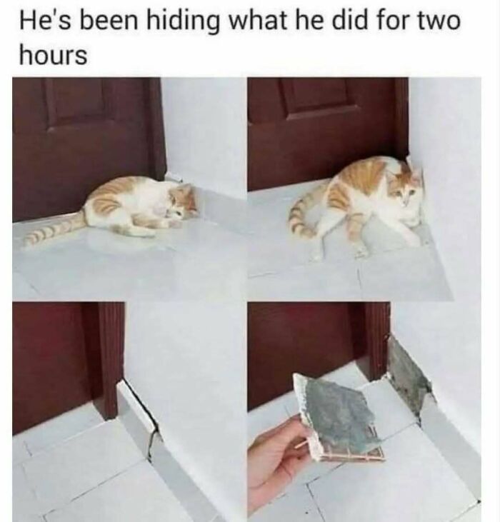 79 Silly And Cute Animal Memes That Might Be Exactly What Your Day Needs