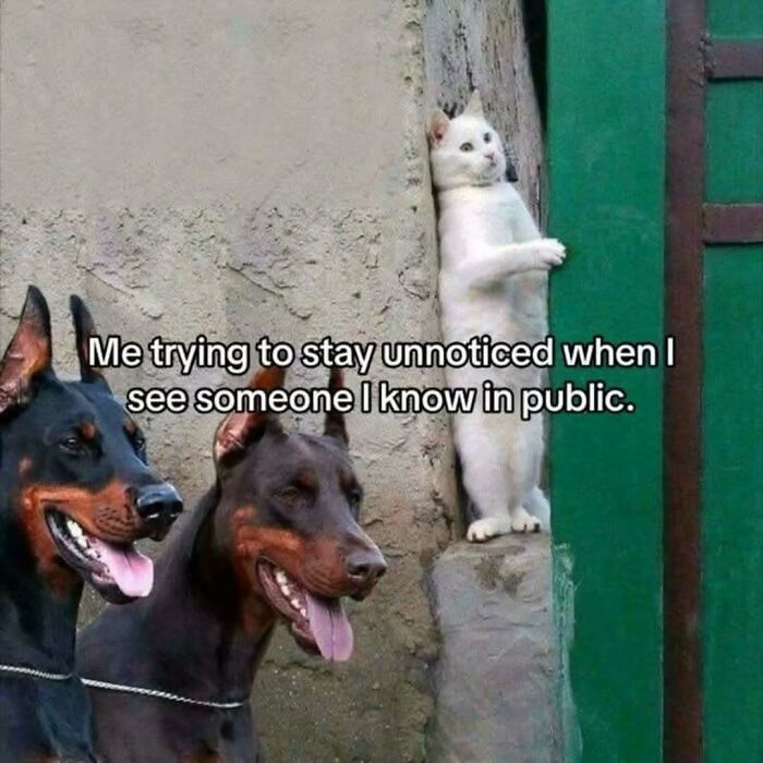 79 Silly And Cute Animal Memes That Might Be Exactly What Your Day Needs