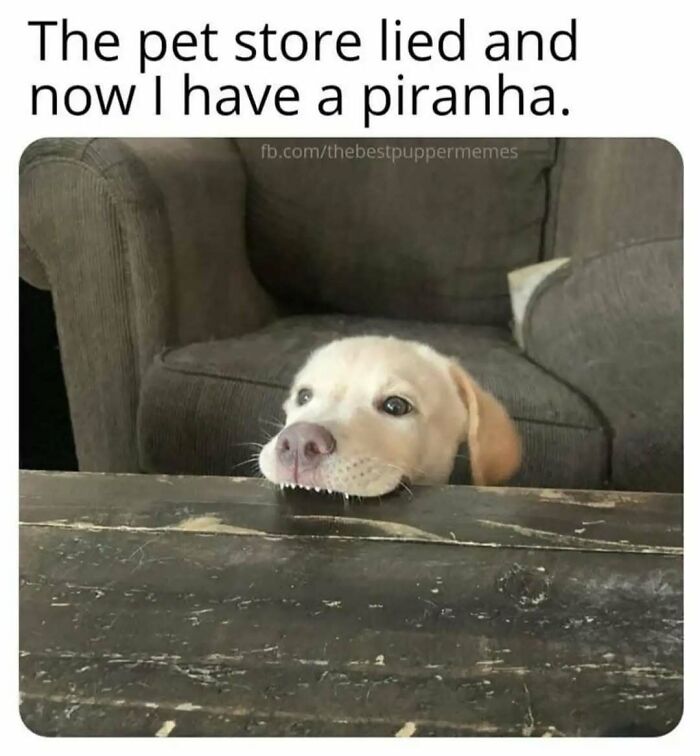 79 Silly And Cute Animal Memes That Might Be Exactly What Your Day Needs