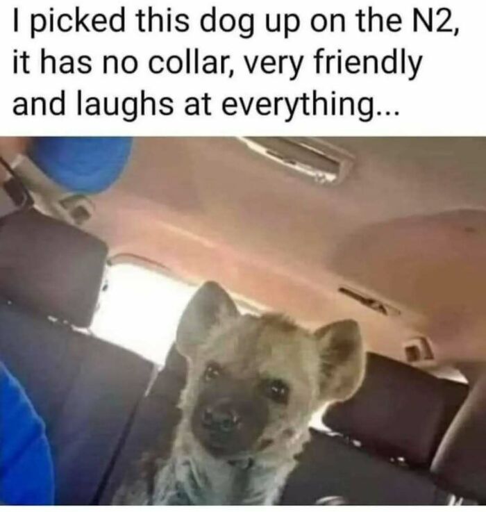 79 Silly And Cute Animal Memes That Might Be Exactly What Your Day Needs