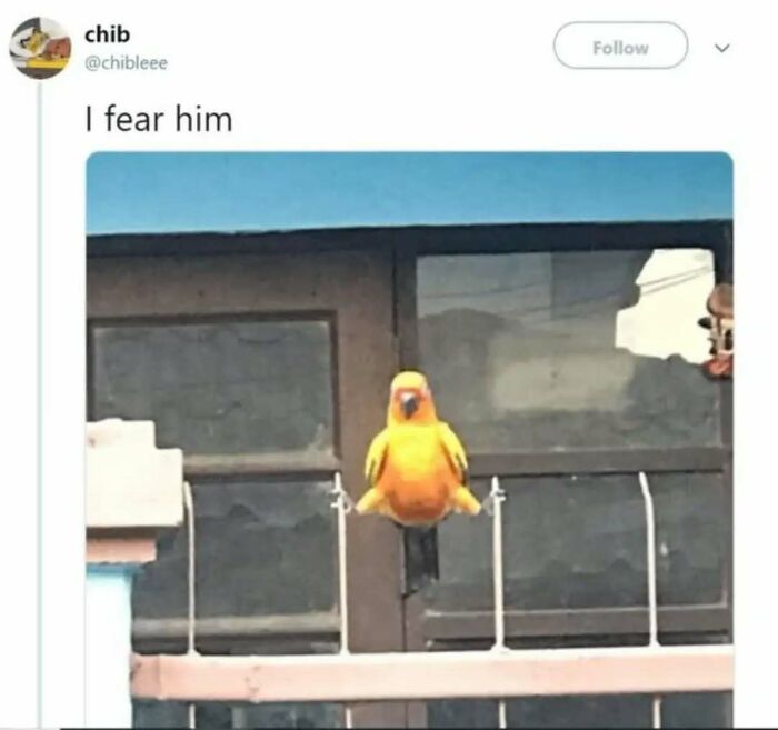 79 Silly And Cute Animal Memes That Might Be Exactly What Your Day Needs