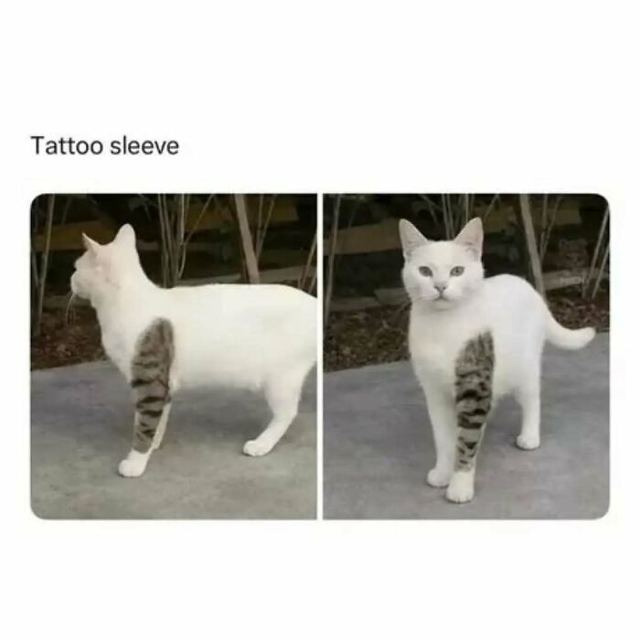 79 Silly And Cute Animal Memes That Might Be Exactly What Your Day Needs