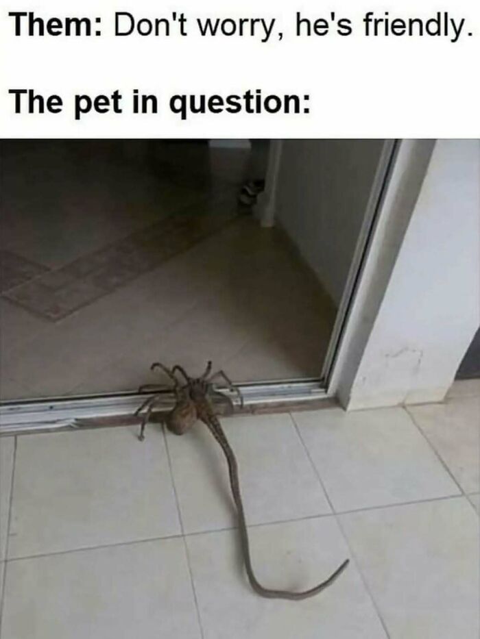 79 Silly And Cute Animal Memes That Might Be Exactly What Your Day Needs