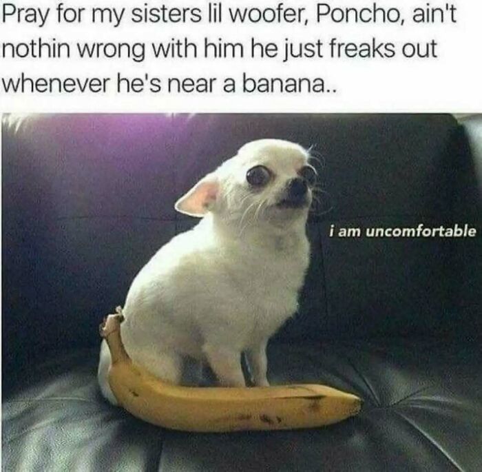 79 Silly And Cute Animal Memes That Might Be Exactly What Your Day Needs