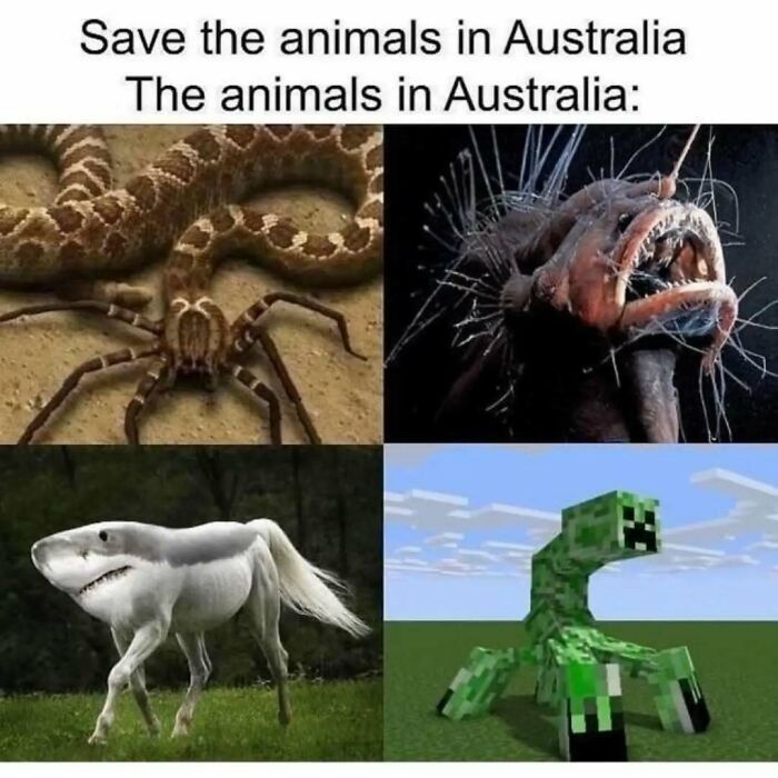 79 Silly And Cute Animal Memes That Might Be Exactly What Your Day Needs