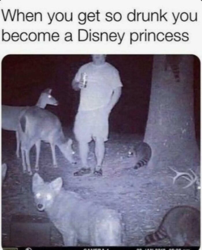 79 Silly And Cute Animal Memes That Might Be Exactly What Your Day Needs