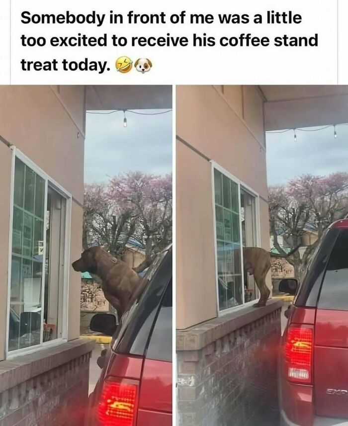 79 Silly And Cute Animal Memes That Might Be Exactly What Your Day Needs