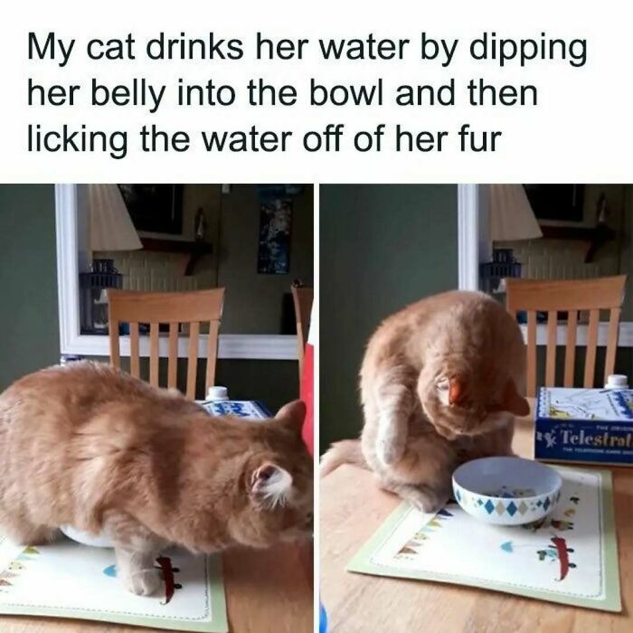 79 Silly And Cute Animal Memes That Might Be Exactly What Your Day Needs