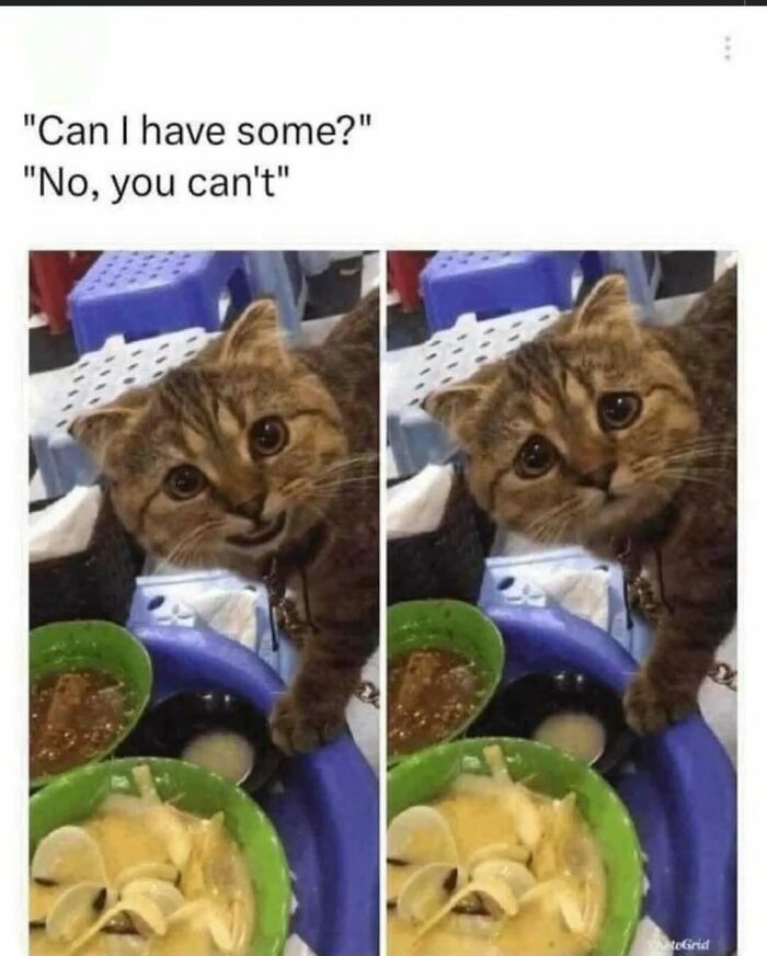 79 Silly And Cute Animal Memes That Might Be Exactly What Your Day Needs