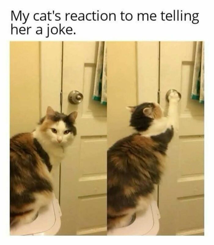 79 Silly And Cute Animal Memes That Might Be Exactly What Your Day Needs