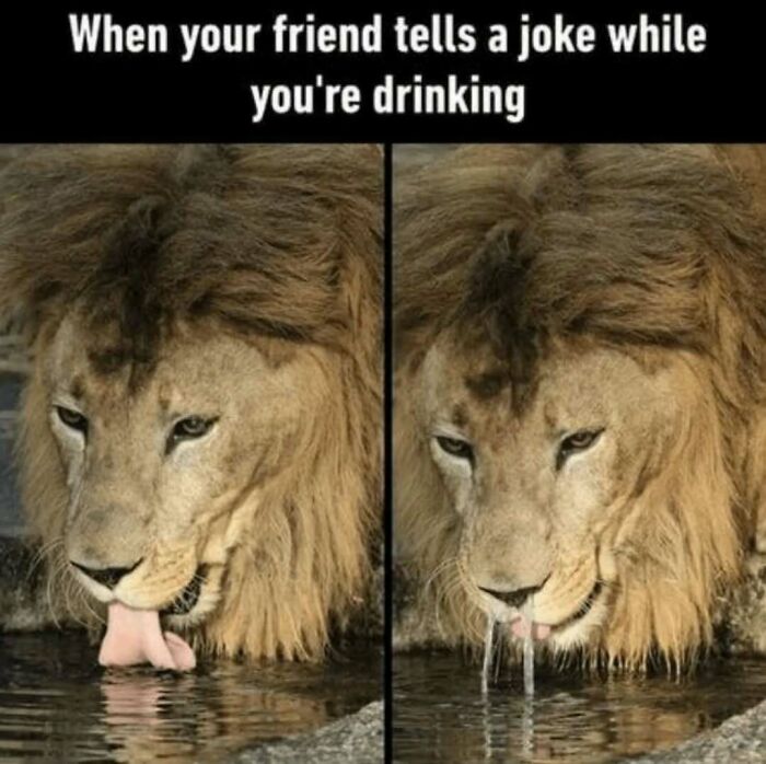 79 Silly And Cute Animal Memes That Might Be Exactly What Your Day Needs