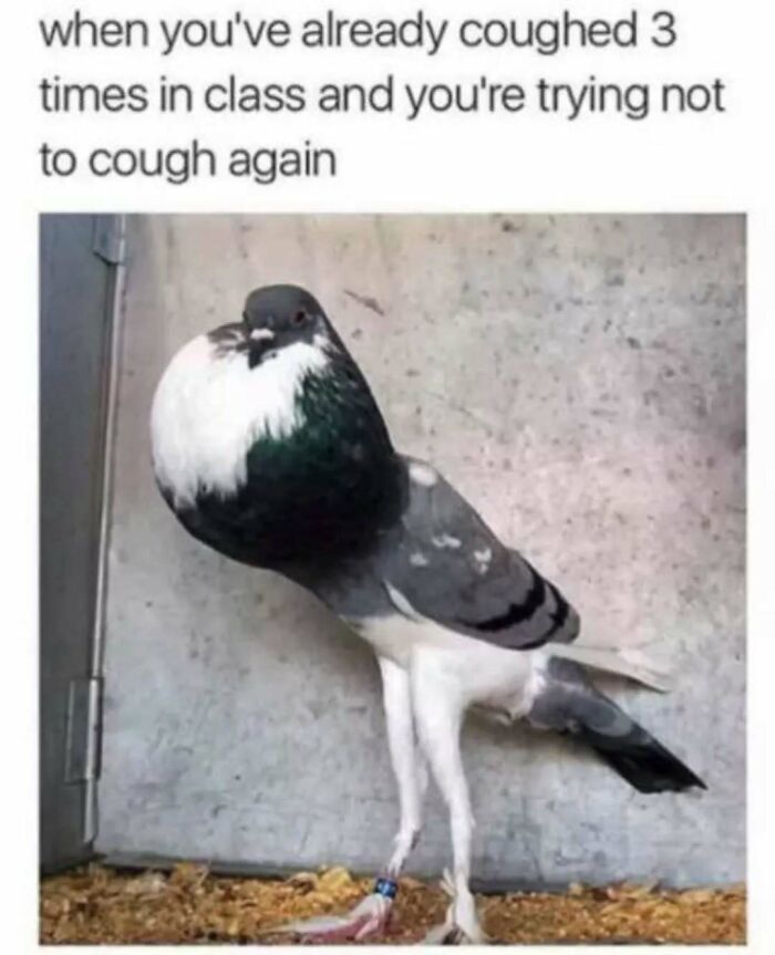 79 Silly And Cute Animal Memes That Might Be Exactly What Your Day Needs