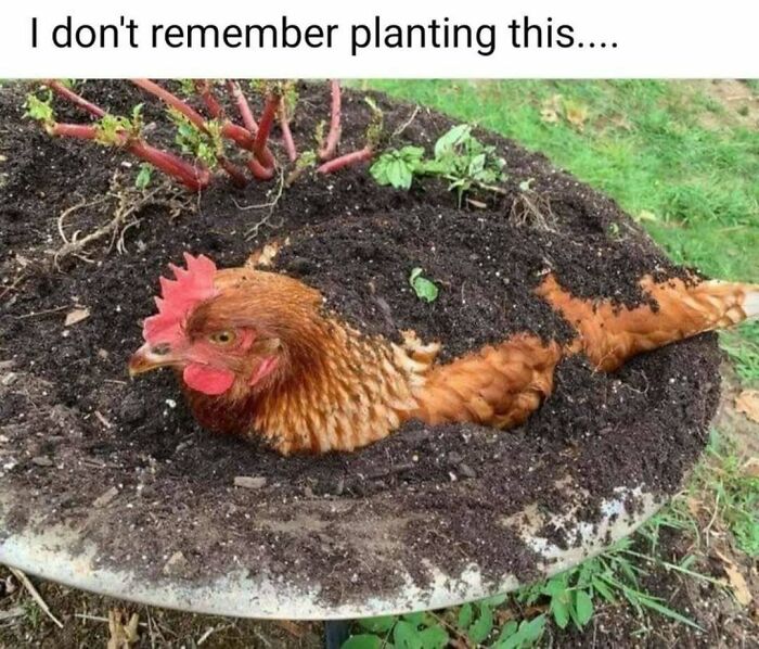79 Silly And Cute Animal Memes That Might Be Exactly What Your Day Needs