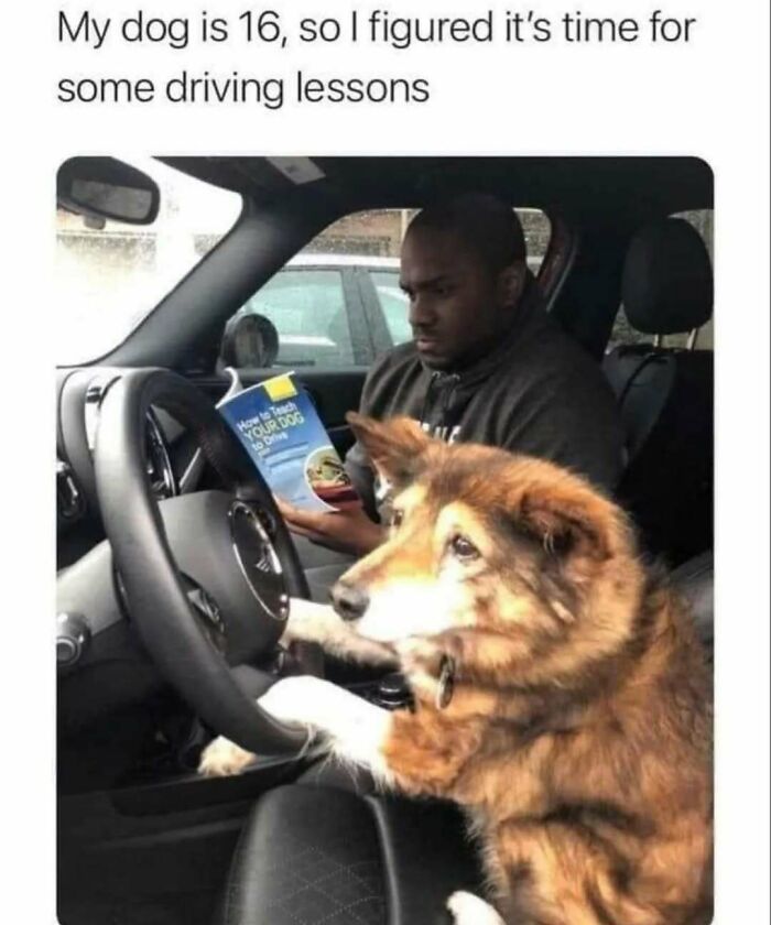 79 Silly And Cute Animal Memes That Might Be Exactly What Your Day Needs