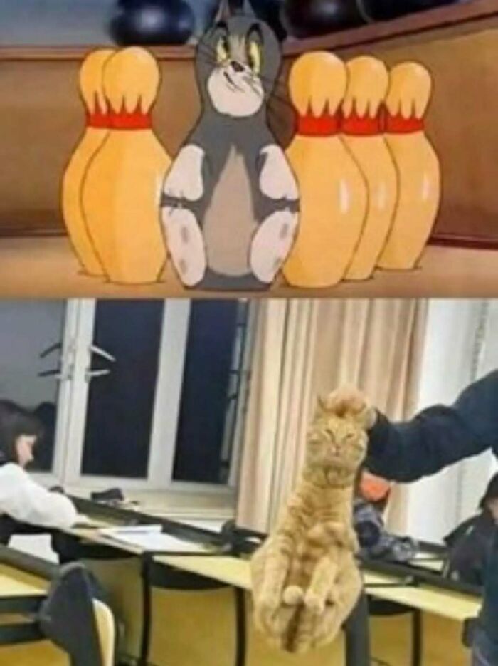 79 Silly And Cute Animal Memes That Might Be Exactly What Your Day Needs