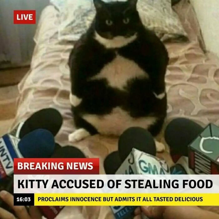 79 Silly And Cute Animal Memes That Might Be Exactly What Your Day Needs