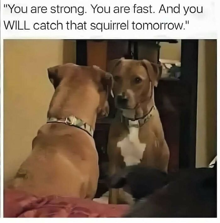 79 Silly And Cute Animal Memes That Might Be Exactly What Your Day Needs