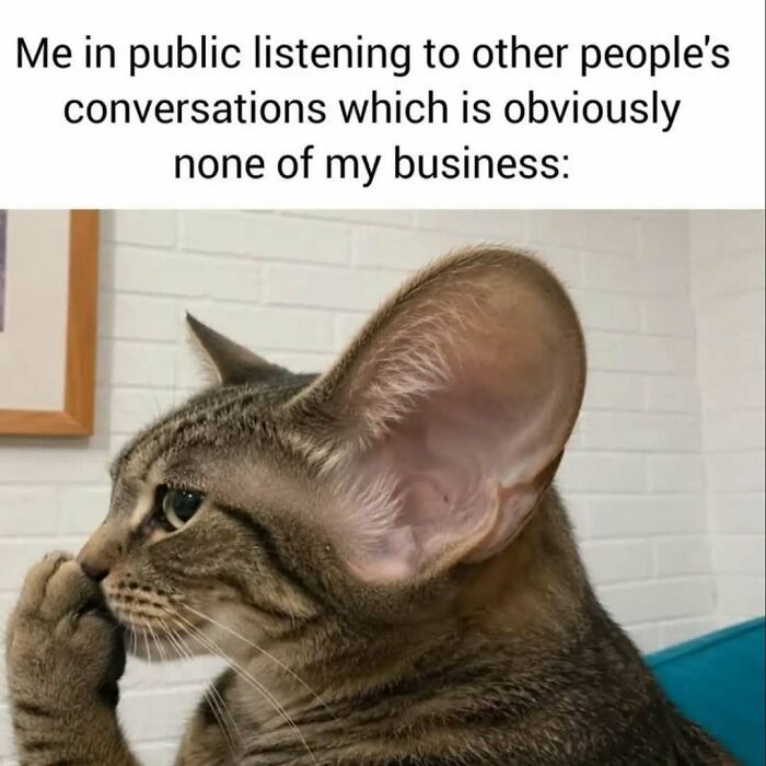 79 Silly And Cute Animal Memes That Might Be Exactly What Your Day Needs