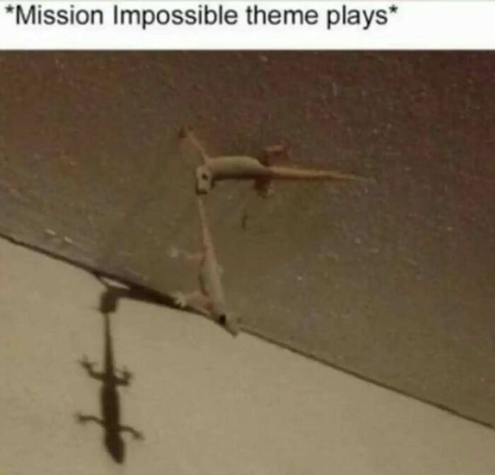 79 Silly And Cute Animal Memes That Might Be Exactly What Your Day Needs