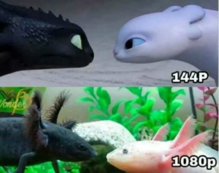 79 Silly And Cute Animal Memes That Might Be Exactly What Your Day Needs
