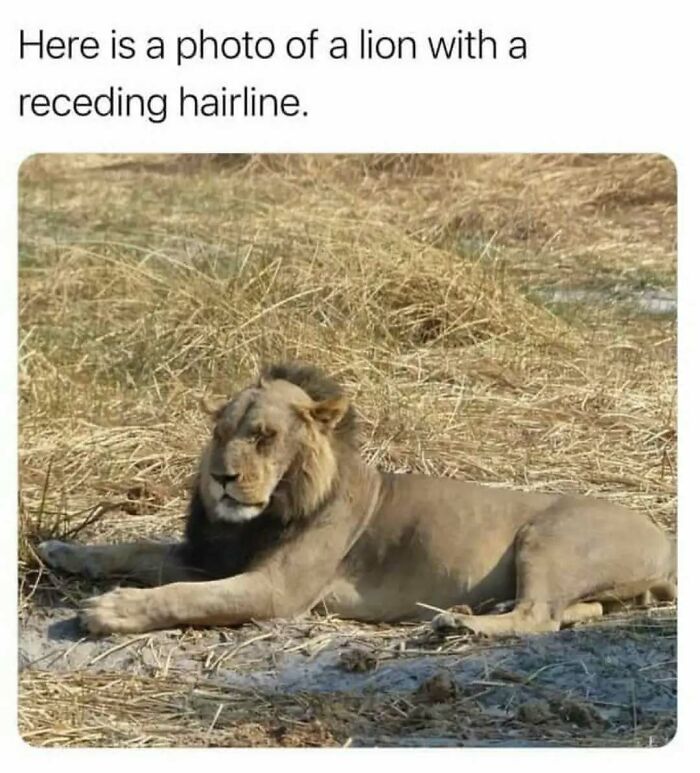 79 Silly And Cute Animal Memes That Might Be Exactly What Your Day Needs