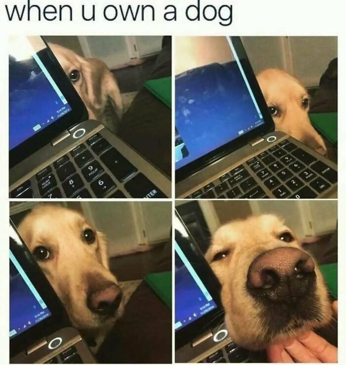 79 Silly And Cute Animal Memes That Might Be Exactly What Your Day Needs