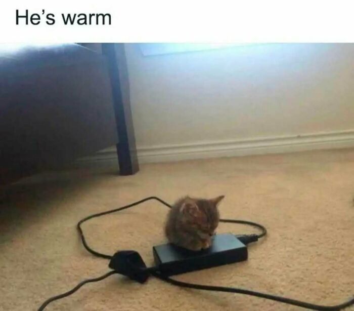 79 Silly And Cute Animal Memes That Might Be Exactly What Your Day Needs