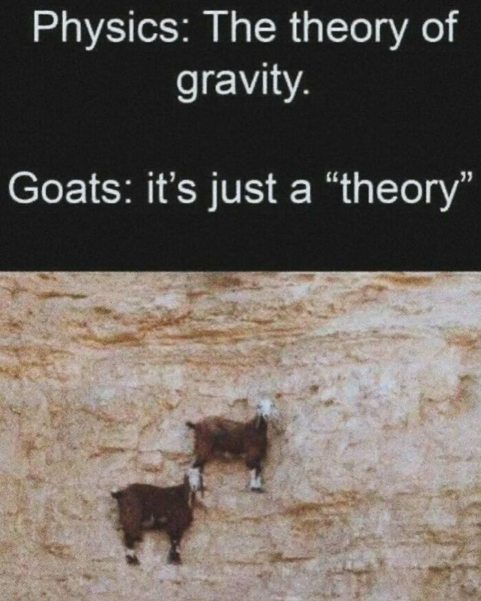 79 Silly And Cute Animal Memes That Might Be Exactly What Your Day Needs